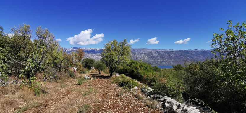 Blick vom Grundstück auf Velebitgebirge und Meer des Velebitkanals mit Bäumen und klarem blauen Himmel in blühender malerischer Landschaft.